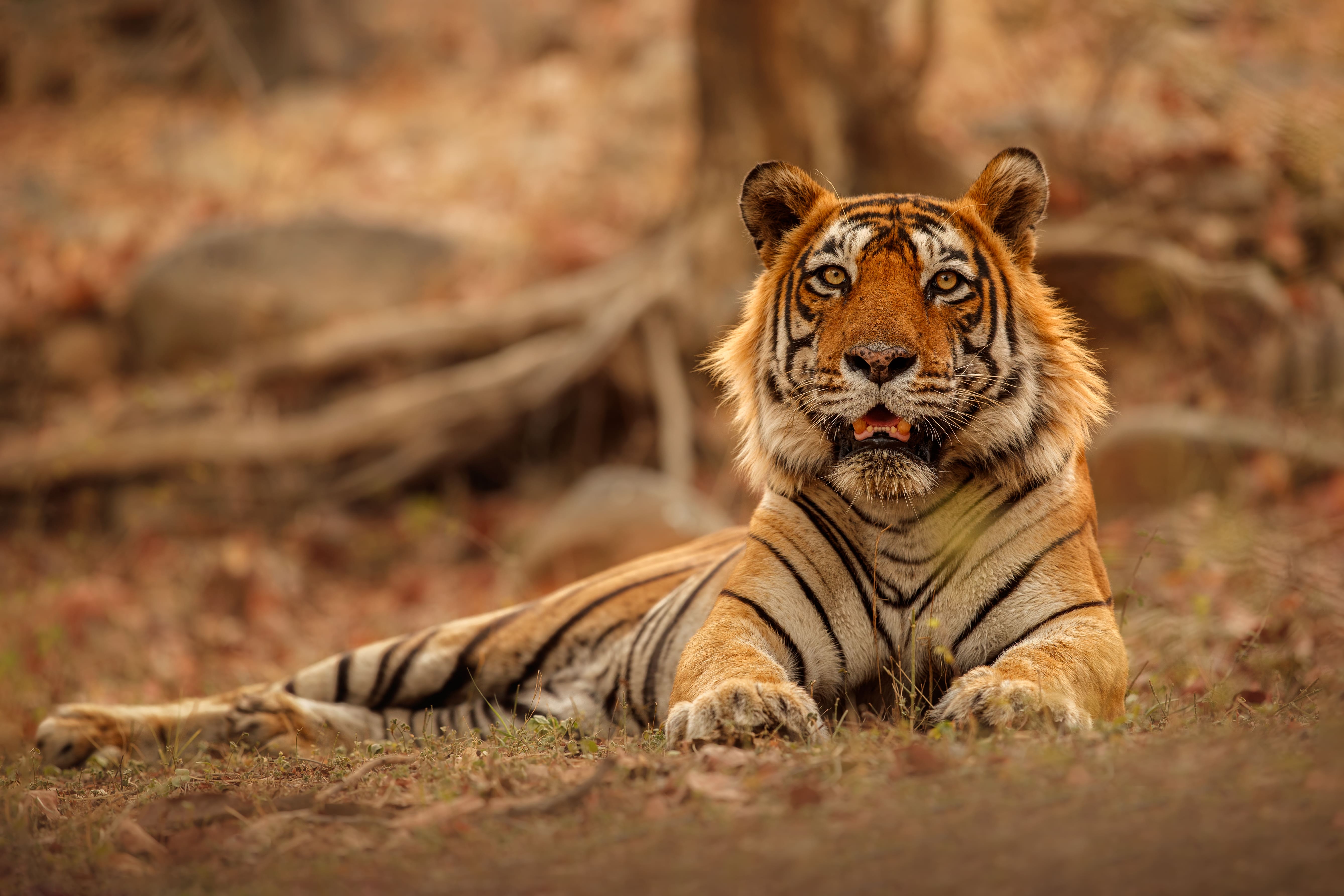 Wildlife